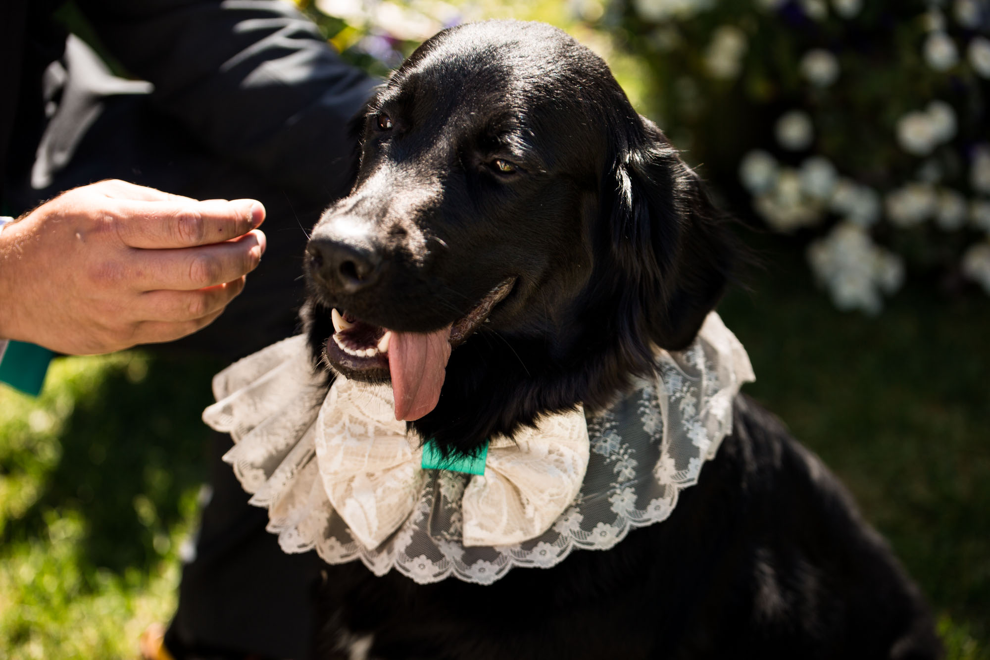 Calgary wedding photographer - dog at a wedding - dog ring bearer