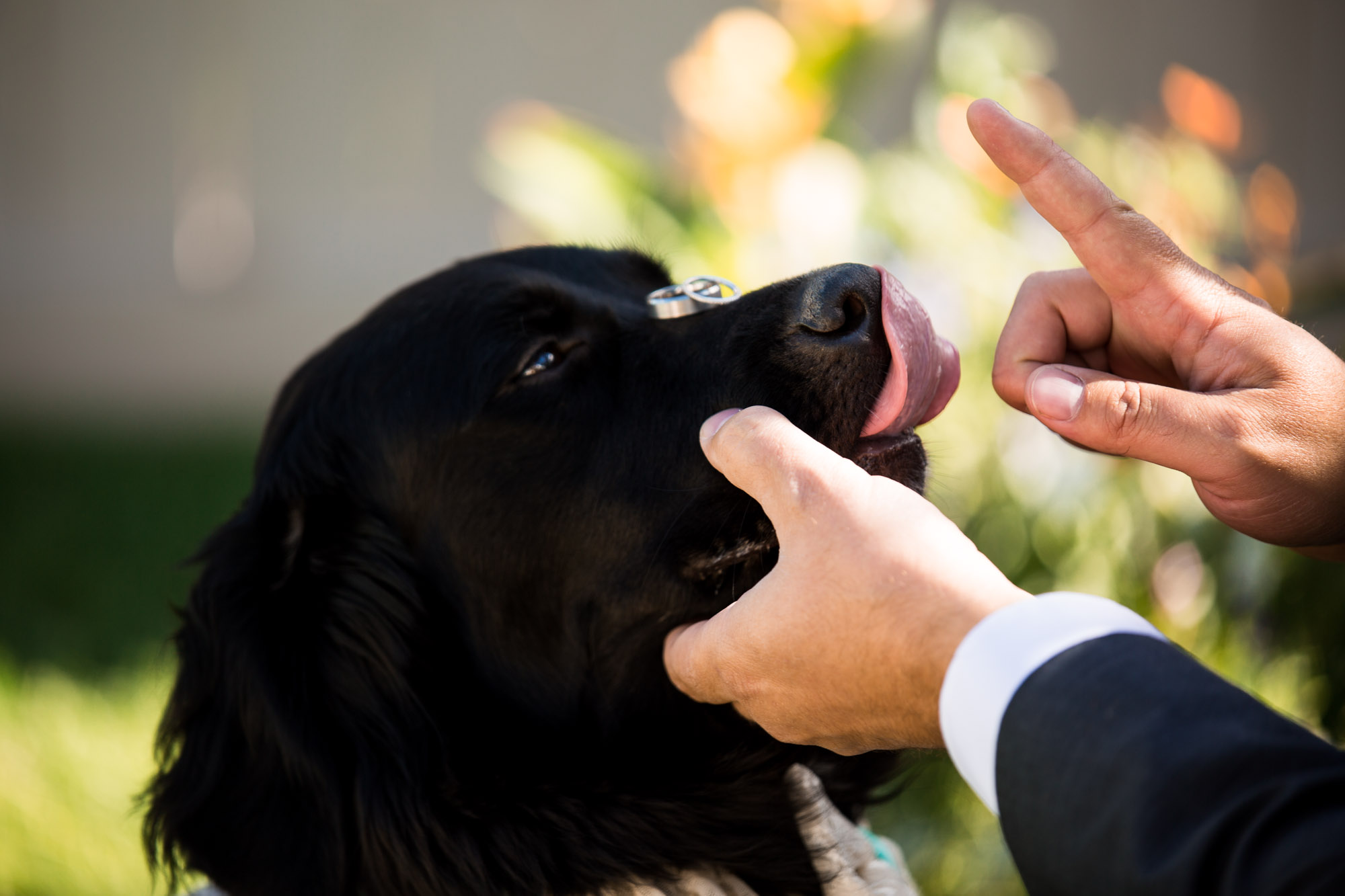 Calgary wedding photographer - dog at a wedding - dog ring bearer