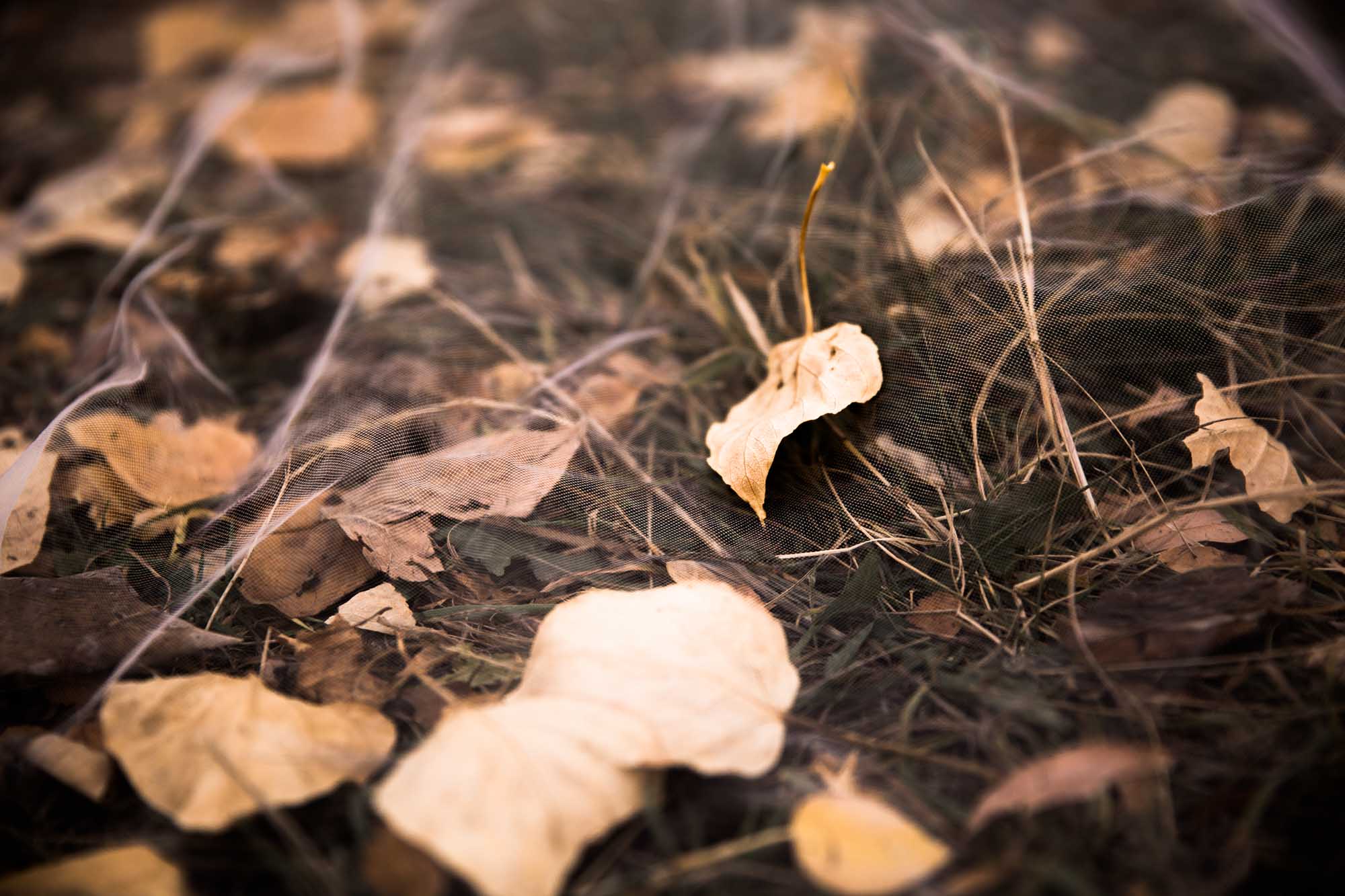 Calgary wedding photographer, bride and groom on their wedding day at St Patrick's Island downtown