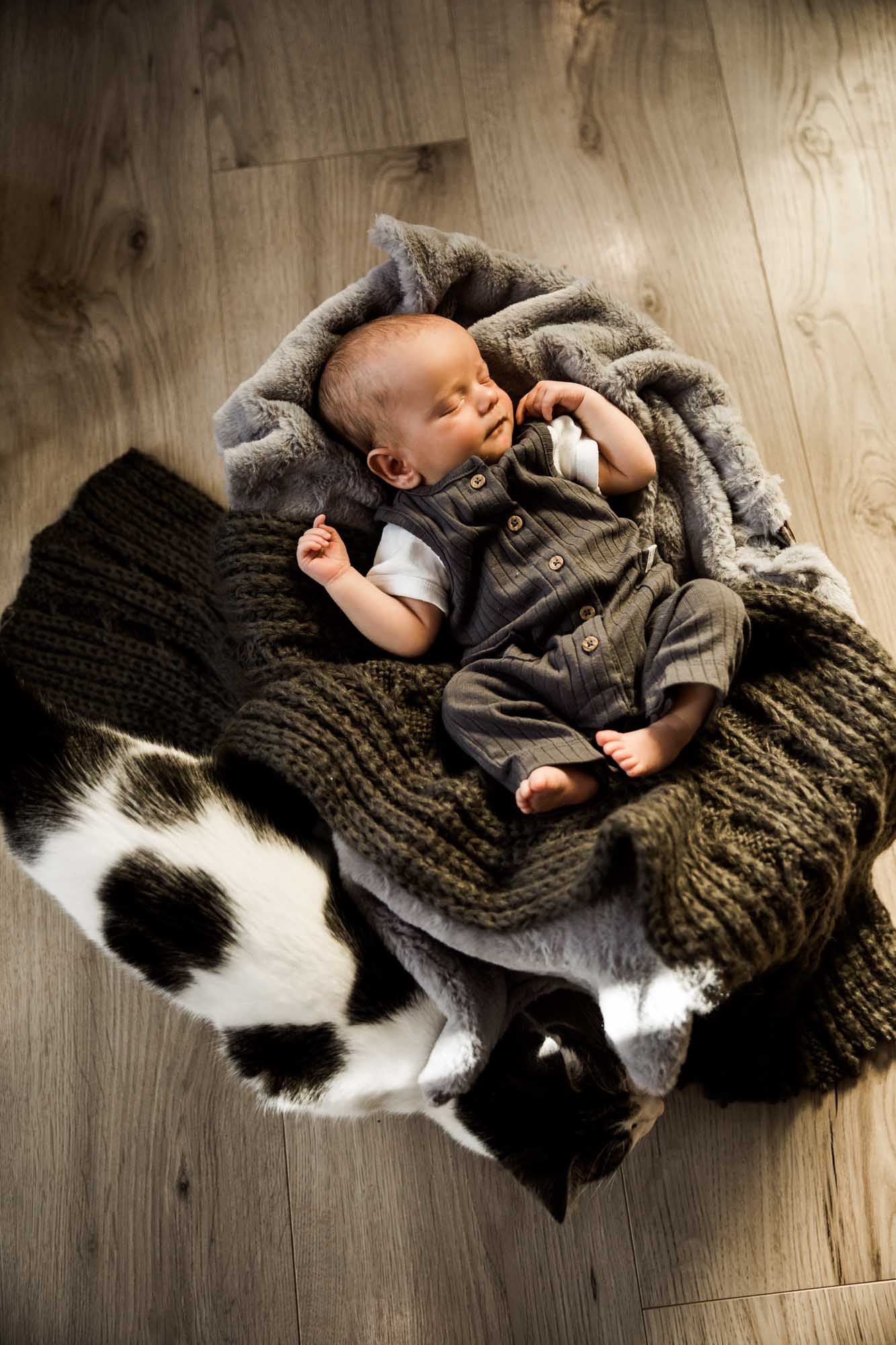 Bringing your dog to your photo session or photoshoot for family, newborn and more