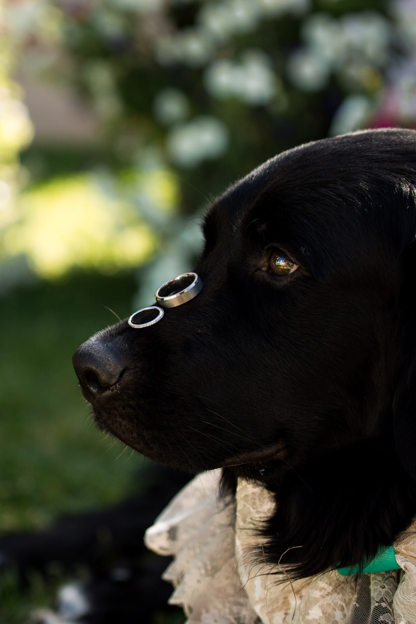 Bringing your dog to your photo session or photoshoot for family, newborn and more