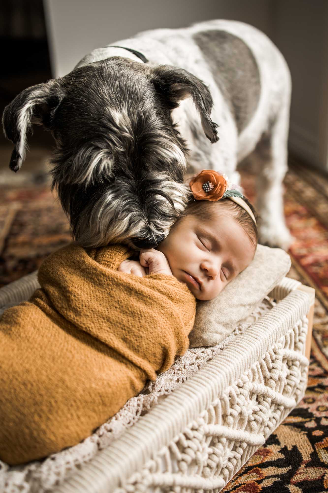 Calgary maternity and newborn photographer, in-home lifestyle baby photos