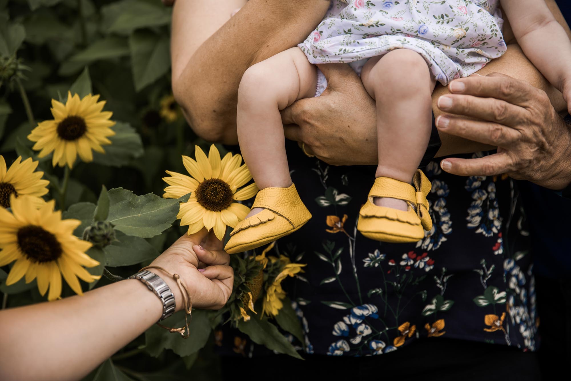 Calgary, Kananaskis, Banff lifestyle family photographer, family in front of sunflowers during their summer family photos