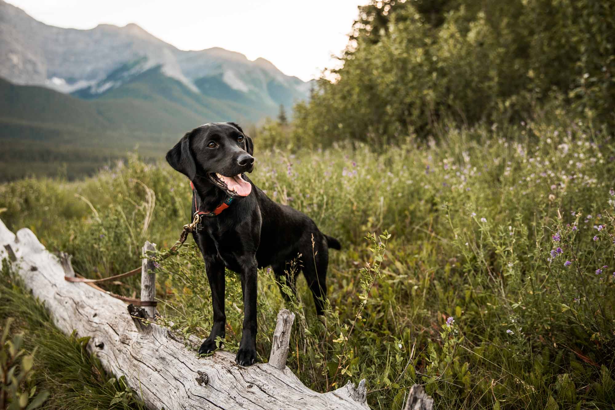 Calgary, Banff, Kananaskis Country lifestyle maternity and newborn photographer, couple posing in the mountains in Kananaskis Country for their maternity photos