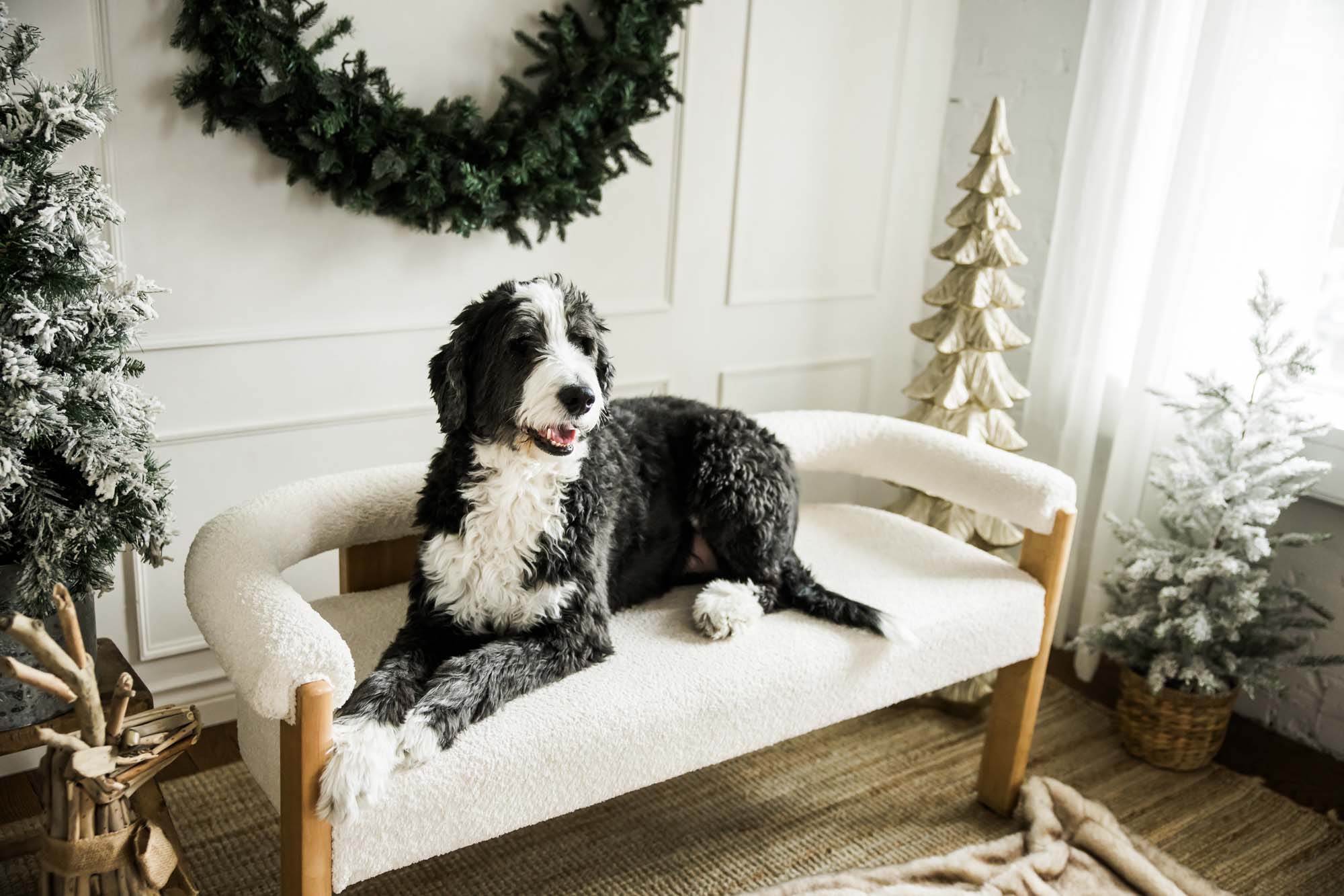 Calgary fmaily photographer, Christmas mini sessions photoshoots in a studio