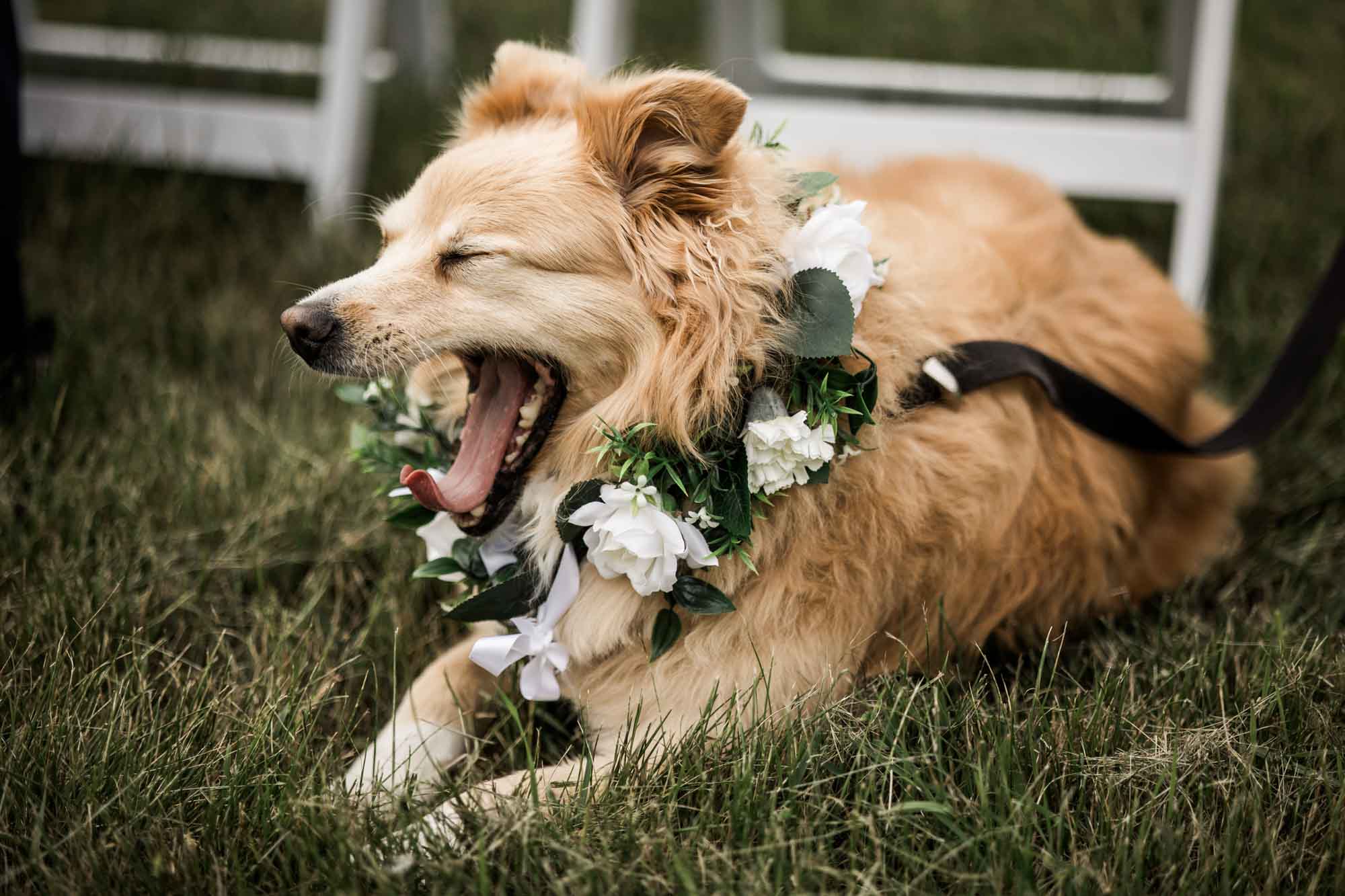 Calgary, Banff, Canmore wedding photographer, intimate, documentary style wedding photography, micro, backyard