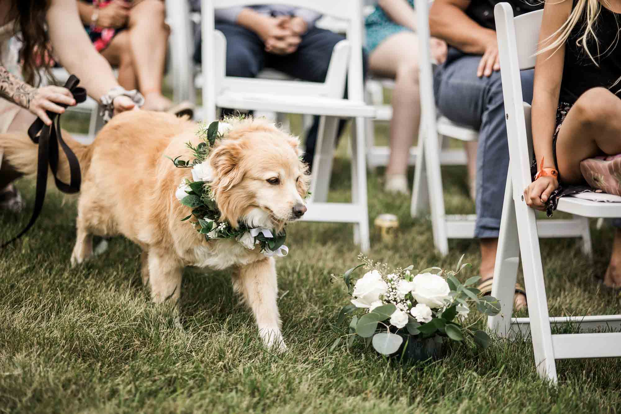 Calgary, Banff, Canmore wedding photographer, intimate, documentary style wedding photography, micro, backyard