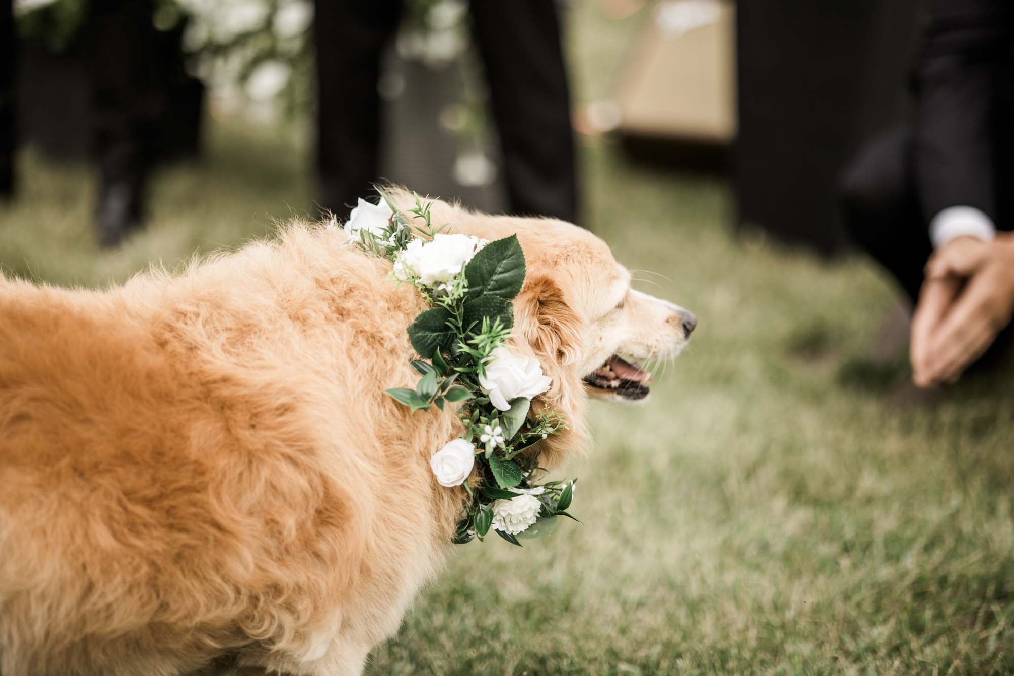 Calgary, Banff, Canmore wedding photographer, intimate, documentary style wedding photography, micro, backyard