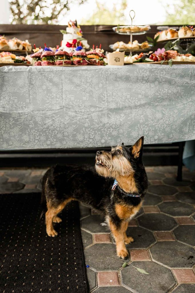 Calgary, Banff, Canmore wedding photographer, intimate, documentary style wedding, editorial, backyard