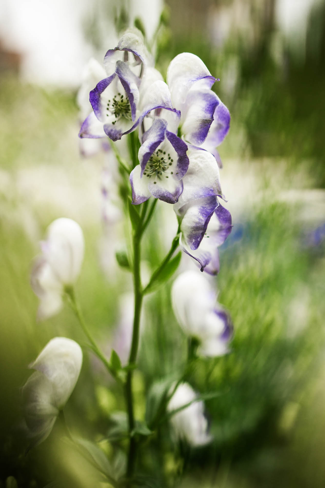 Calgary wedding photographer, couple on their wedding day at Lougheed House, photography in an editorial style with vintage bridal attire and venue