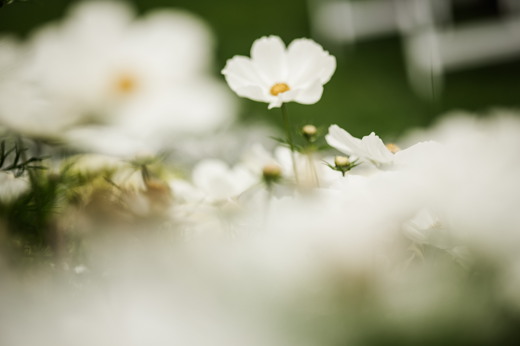 Calgary wedding photographer, couple on their wedding day at Lougheed House, photography in an editorial style with vintage bridal attire and venue